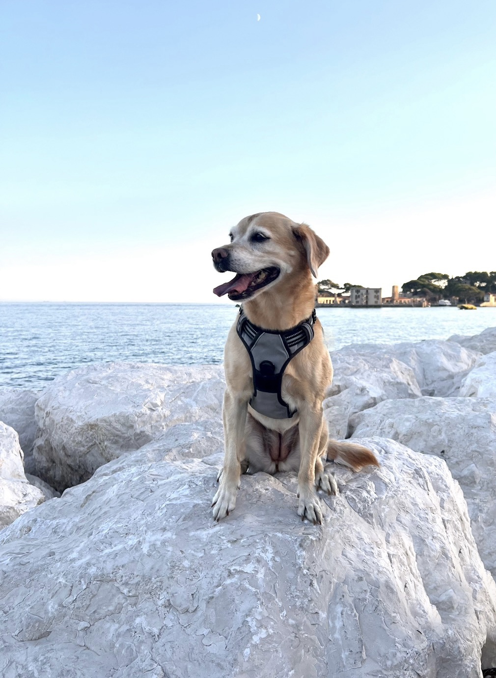 Visiting the South of France with a Dog