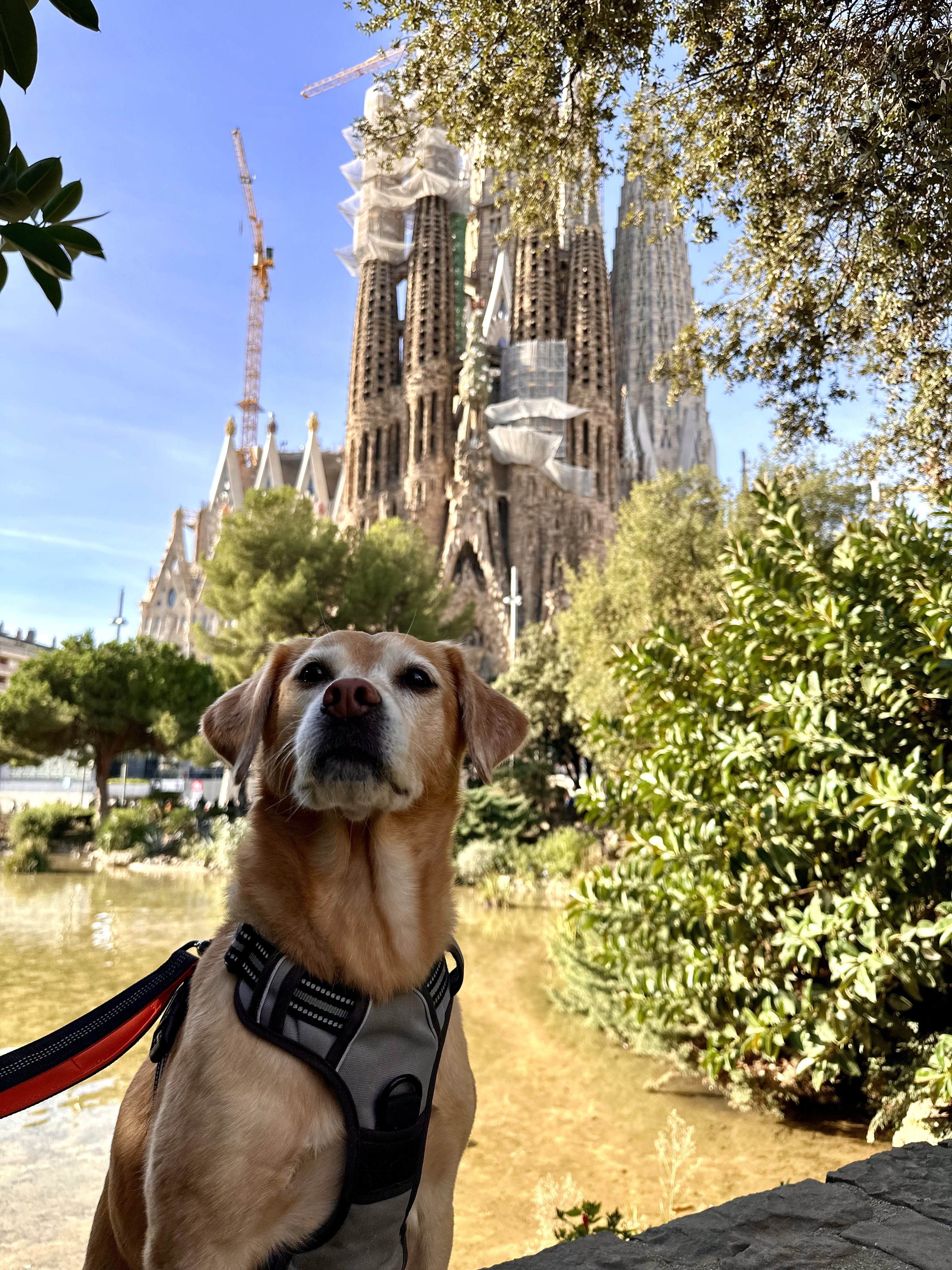 Exploring Barcelona and the Costa Brava with a Dog